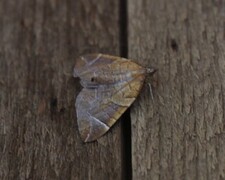 The Chevron (Eulithis testata)