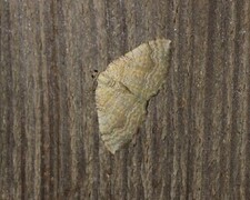 Yellow Shell (Camptogramma bilineata)