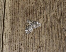 Vinkelskogmåler (Dysstroma citrata)