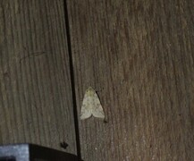Pink-barred Sallow (Xanthia togata)