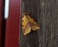 Pink-barred Sallow (Xanthia togata)