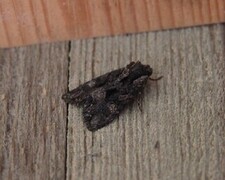 Høstlærfly (Mniotype satura)
