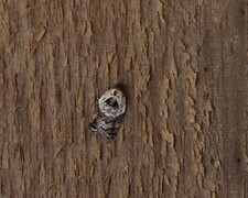 Marmorflatvikler (Acleris variegana)
