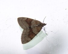 Furubarmåler (Thera obeliscata)