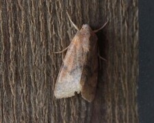 Flounced Chestnut (Agrochola helvola)