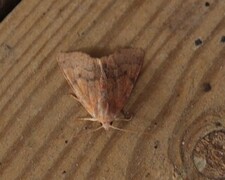 Flounced Chestnut (Agrochola helvola)