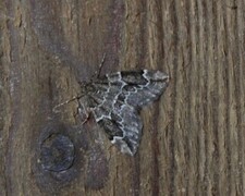 Grå einerbarmåler (Thera juniperata)