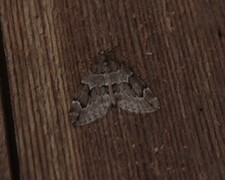 Grå einerbarmåler (Thera juniperata)