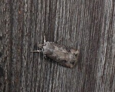Langvingejordfly (Agrotis ipsilon)