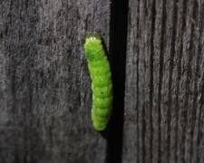 Taggvingefly (Phlogophora meticulosa)