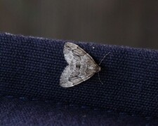 Grå einerbarmåler (Thera juniperata)