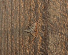 Vandreengmott (Udea ferrugalis)