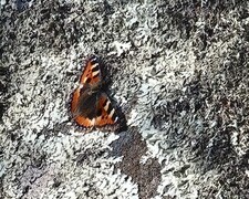 Neslesommerfugl (Aglais urticae)