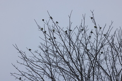 Eurasian Siskin (Spinus spinus)