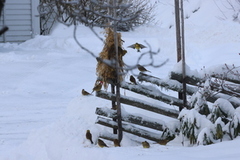 Yellowhammer (Emberiza citrinella)