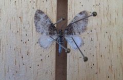 The Seraphim (Lobophora halterata)