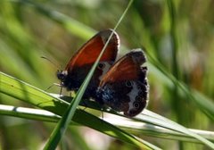 Pearly Heath (Coenonympha arcania)