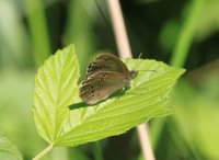 Gullringvinge (Aphantopus hyperantus)