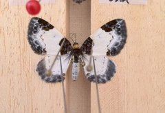 Beautiful Carpet (Mesoleuca albicillata)