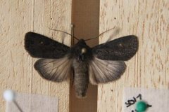 Garden Dart (Euxoa nigricans)
