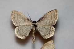 Cream Wave (Scopula floslactata)