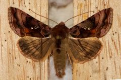Plain Golden Y (Autographa jota)