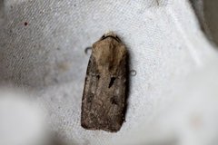 Heart and Dart (Agrotis exclamationis)