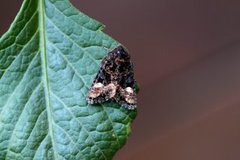 Small Angle Shades (Euplexia lucipara)