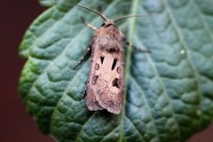 Heart and Dart (Agrotis exclamationis)