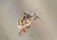 Bordered White (Bupalus piniaria)