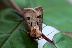 Heart and Dart (Agrotis exclamationis)
