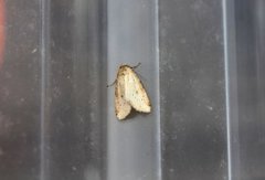 Small Dotted Buff (Photedes minima)