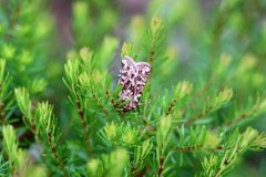 True Lover's Knot (Lycophotia porphyrea)