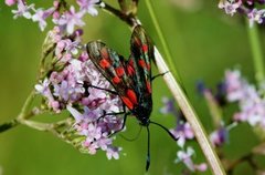 Seksflekket bloddråpesvermer (Zygaena filipendulae)