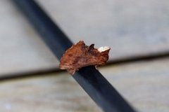 Coxcomb Prominent (Ptilodon capucina)