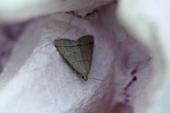 The Fan-foot (Herminia tarsipennalis)