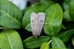 Double Dart (Graphiphora augur)