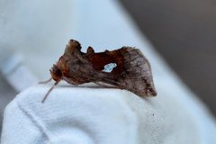 Storflekket metallfly (Autographa bractea)