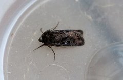 White-line Dart (Euxoa tritici)