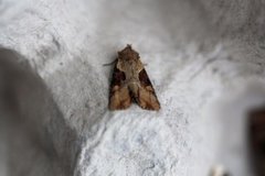 Double Lobed (Lateroligia ophiogramma)