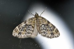 Yellow-barred Brindle (Acasis viretata)
