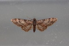 Double-striped Pug (Gymnoscelis rufifasciata)