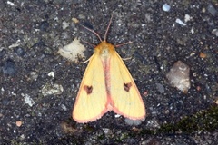 Clouded Buff (Diacrisia sannio)