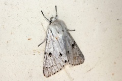 Hvitt kveldfly (Acronicta leporina)