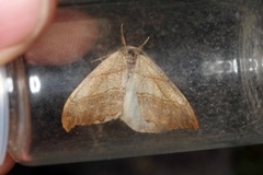 Scalloped Hook-tip (Falcaria lacertinaria)