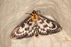 Small Magpie (Anania hortulata)