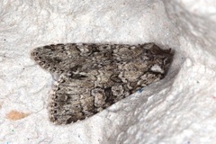 Grey Arches (Polia nebulosa)