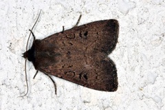 Double Dart (Graphiphora augur)