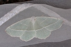 Light Emerald (Campaea margaritaria)