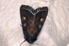 Bright-line Brown-eye (Lacanobia oleracea)